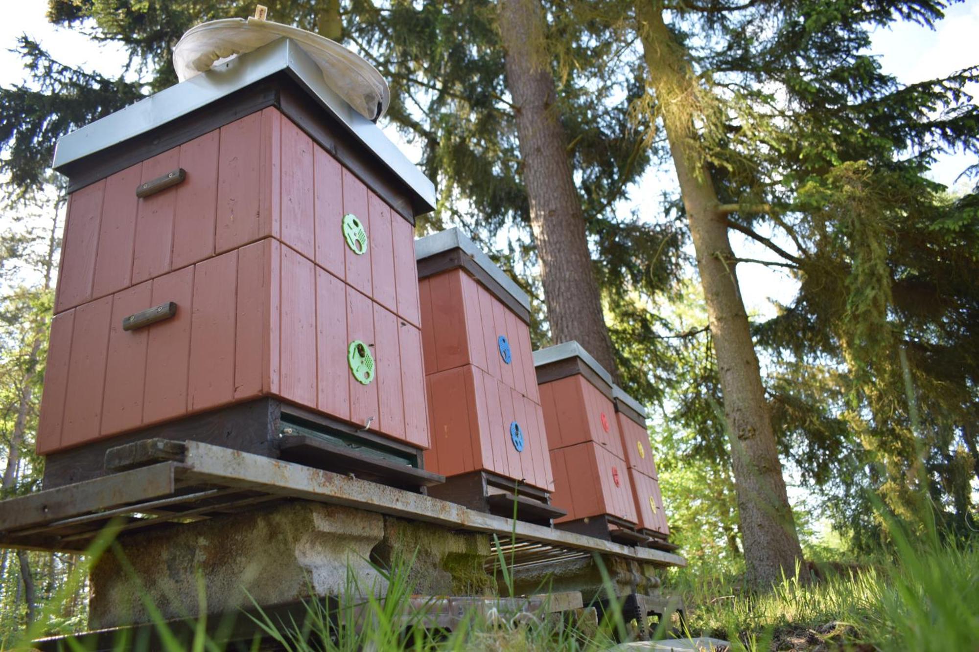 Treehouse U Rybnika Camping Osecna